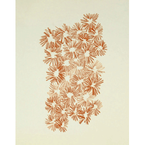 Daisies